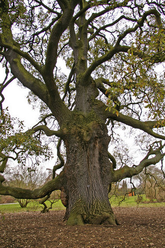 Spanish Oak