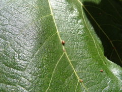 Ceroplastes rusci