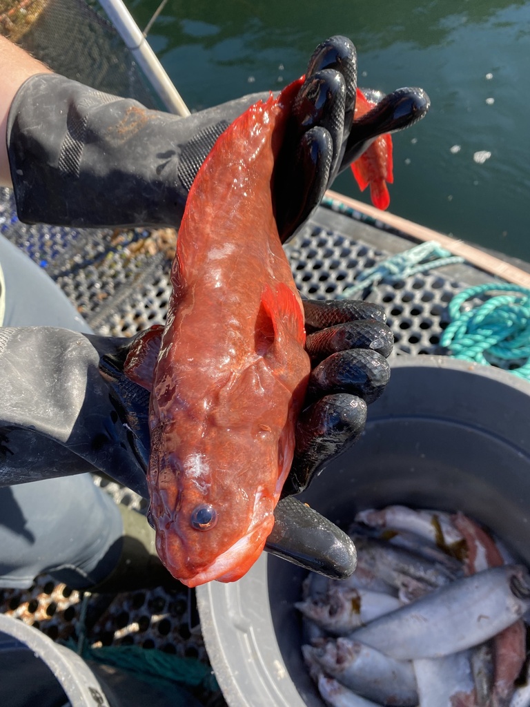 Red Brotula