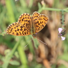 Boloria dia