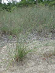 Elymus trachycaulus