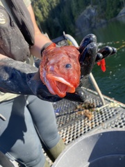 Brosmophycis marginata