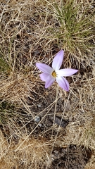 Colchicum montanum