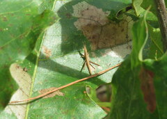 Achurum carinatum