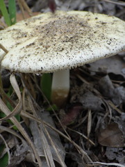 Amidella