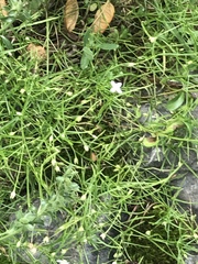 Moehringia muscosa