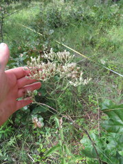Eupatorium album