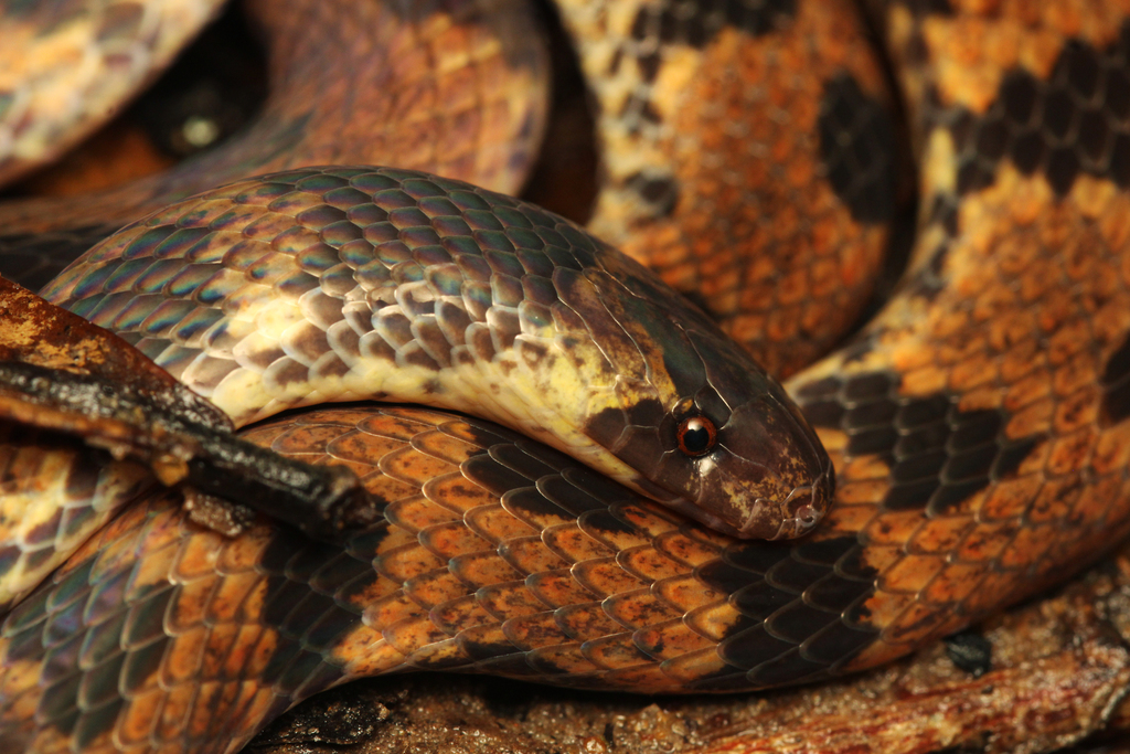 Schach's Ground Snake