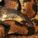Schach's Ground Snake - Photo (c) arnaud_aury, some rights reserved (CC BY-NC), uploaded by arnaud_aury