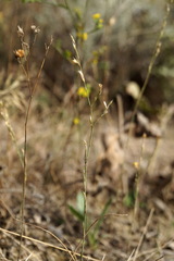 Bufonia parviflora