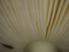 Amidella