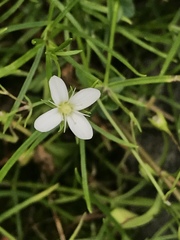 Moehringia muscosa