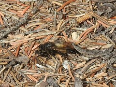 Cyrtopogon dasyllis