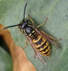 Vespula vulgaris