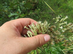 Eupatorium album