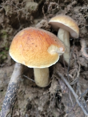 Gyroporus castaneus