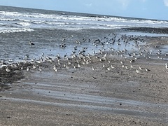 Charadriiformes