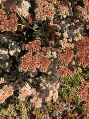 Eriogonum giganteum