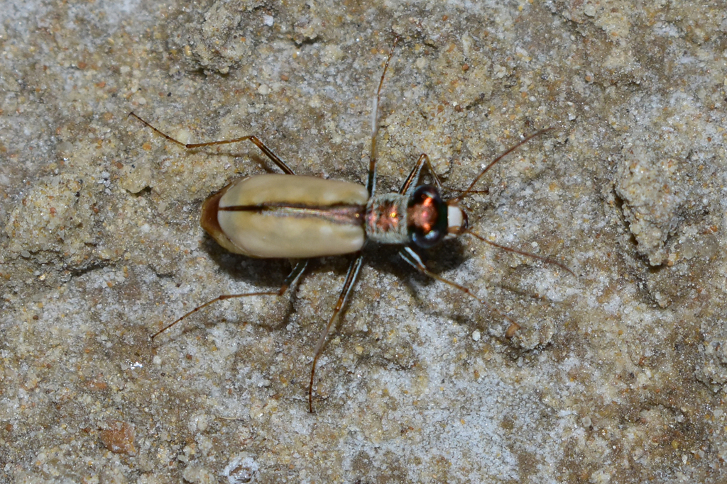Cephalota jakowlewi
