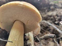 Gyroporus castaneus