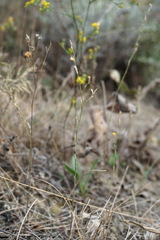 Bufonia parviflora