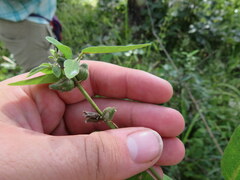 Dasineura meibomiae