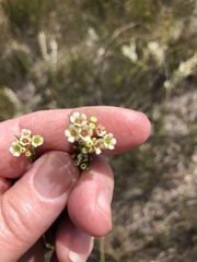 Diosma hirsuta