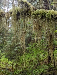 Pseudisothecium stoloniferum