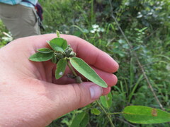 Dasineura meibomiae