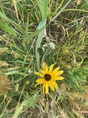 Rudbeckia