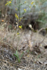 Bufonia parviflora