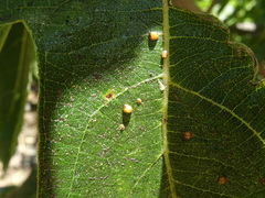 Ceroplastes rusci