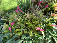 Aechmea gamosepala