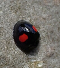 Chilocorus renipustulatus