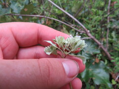 Pycnanthemum albescens