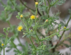 Senecio viscosus
