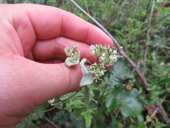 Pycnanthemum albescens