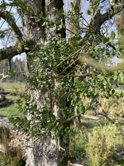 Luma