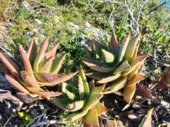 Aloe distans