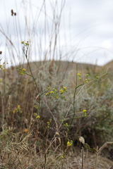 Bupleurum brachiatum