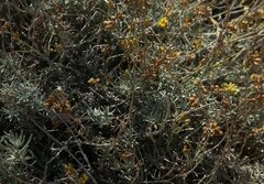 Helichrysum italicum