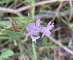 Glandularia gooddingii