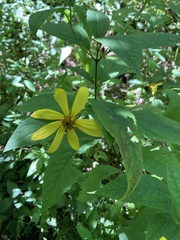 Helianthus decapetalus