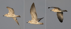 Larus armenicus