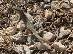 Podarcis siculus