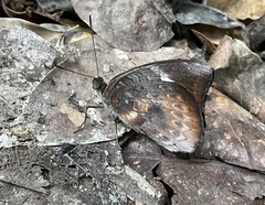 Euriphene
