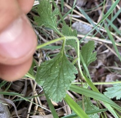 Glandularia gooddingii