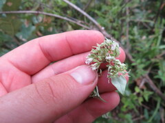 Pycnanthemum albescens