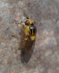 Thaumatomyia