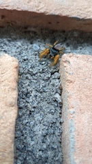 Phidippus arizonensis